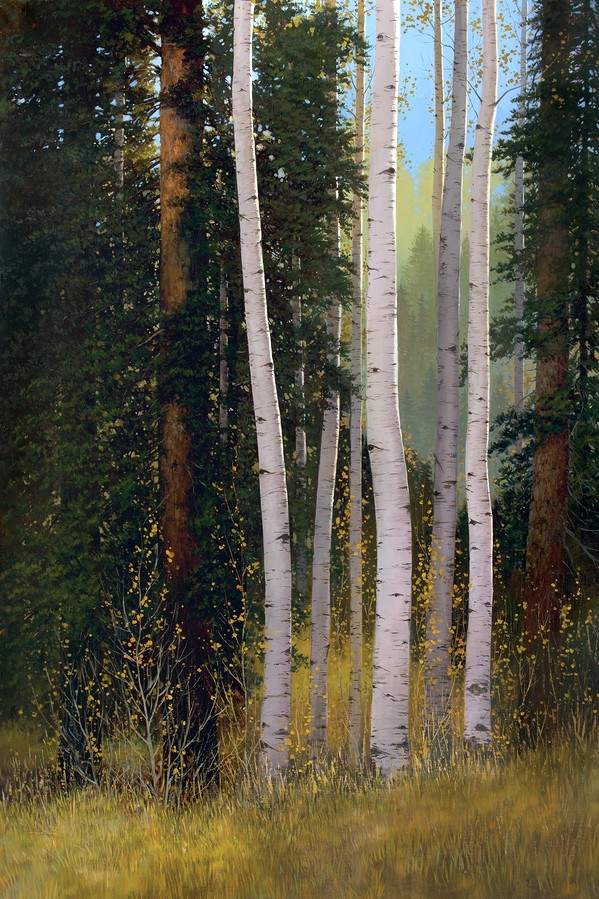 Autumn aspens and pine trees