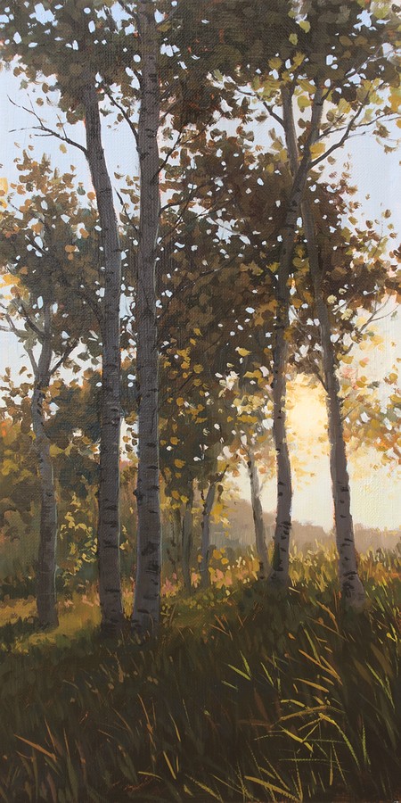 aspens with sun shining through background