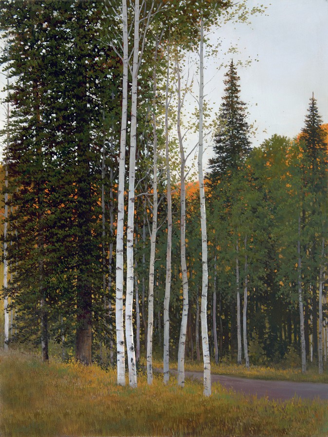 Aspens and pine trees with sunlight in the background