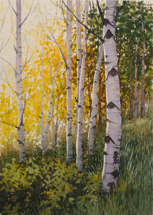 Fall aspens in soft lights
