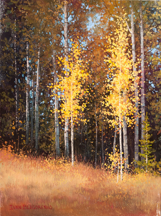 Small aspens on the edge of a meadow