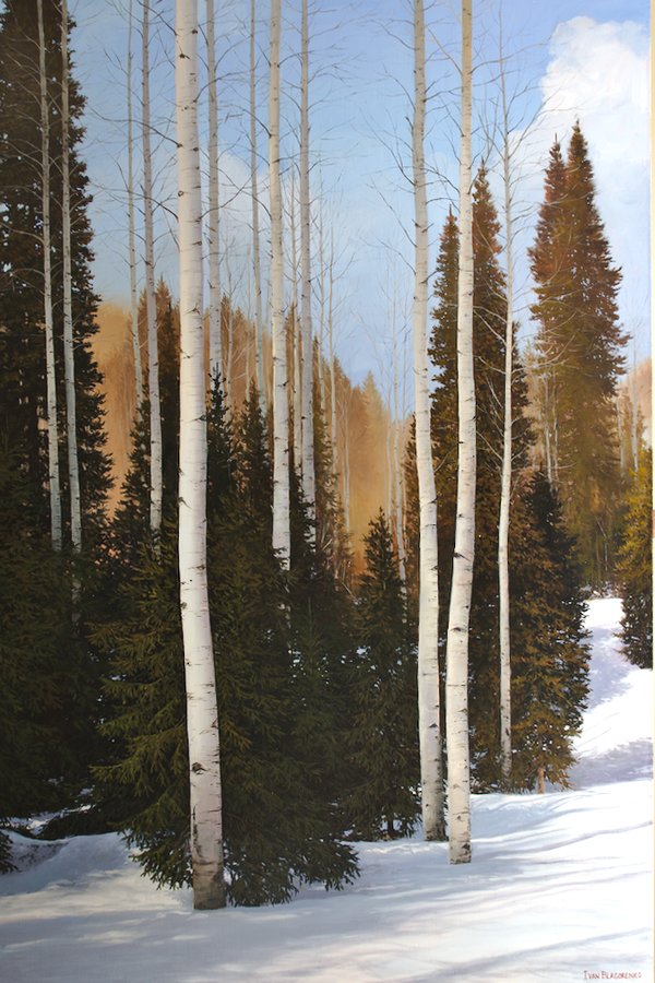 Winter aspens with pine trees in the snow