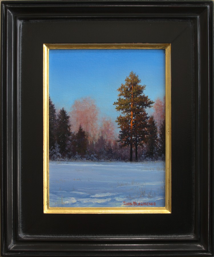 Pine tree lit by the sun on a winter day