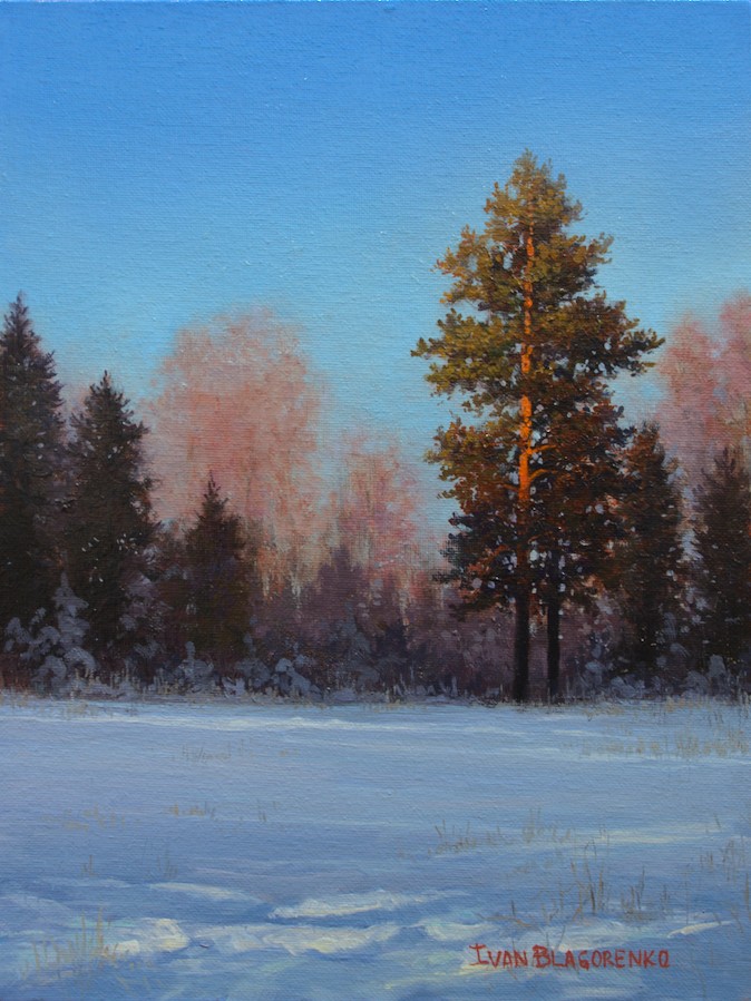 Pine tree lit by the sun on a winter day