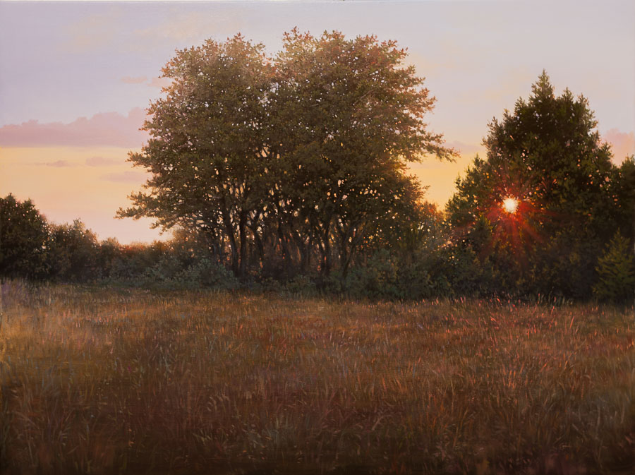 Evening view of the sunset through trees