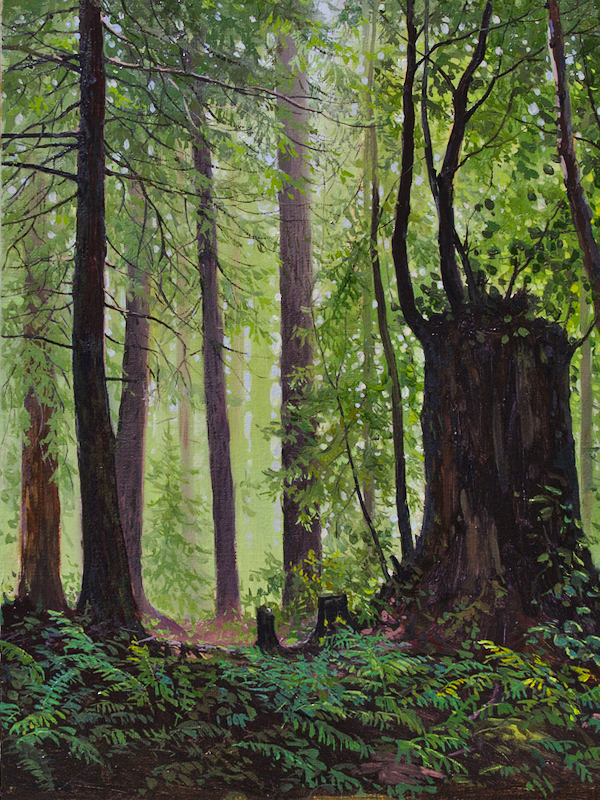 Canadian forest with an old stump of a redwood tree